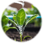 Drip Irrigation